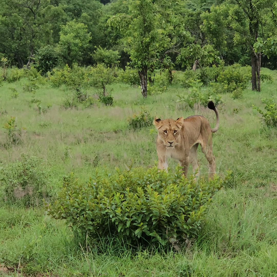 Arusha